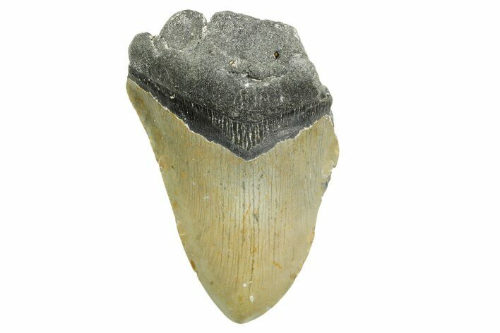 Partial, Fossil Megalodon Tooth - North Carolina #368082